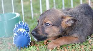 Parque Max Feffer, em Suzano, recebe neste domingo a primeira edição do ano da feira de adoção pet