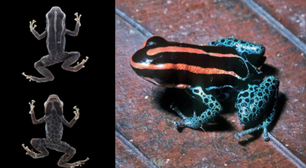 O problema não era o veneno: cientistas descobrem finalmente como este sapo enganou a biologia moderna