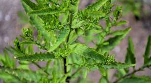 Mastruz: 6 benefícios para a saúde e como utilizá-lo corretamente