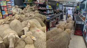Grupo de 50 ovelhas entra em supermercado e cena viraliza; veja vídeo