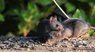 9 coisas no seu jardim que podem atrair ratos para sua casa