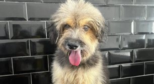 Cachorro que morreu durante queima de fogos no Réveillon no Rio participou de novela da Globo