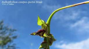 Estava escondida à vista de todos: a orquídea invisível que surpreendeu cientistas em litoral brasileiro inusitado