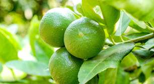 Pouco espaço? Veja qual é a menor árvore frutífera e como cultivá-la na varanda