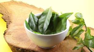 Ora-pro-nóbis: 7 motivos para incluir a planta na alimentação