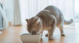 7 mitos comuns sobre alimentação para cães e gatos
