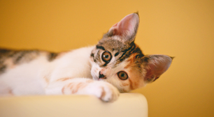 Alta nos casos de esporotricose acende alerta; saiba como proteger os gatos