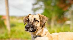 Cadastro para castração gratuita de cães e gatos segue disponível em Guararema