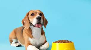 A refeição do seu cão pode ser pior para o planeta do que a sua