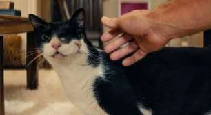 Gatas de 'O Agente Secreto' recebem prêmio inusitado no Festival de Nova York