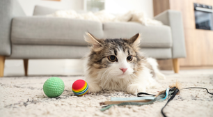 Gatos devem brincar ao menos 20 minutos por dia; entenda por que