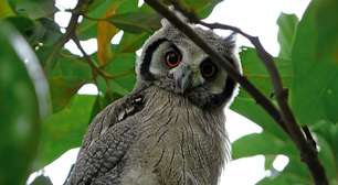 Corujas são símbolos de sorte e de morte; entenda os extremos do animal