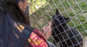 Secretaria de Meio Ambiente de Mogi abre inscrições para passeio com animais abrigados no Nubea