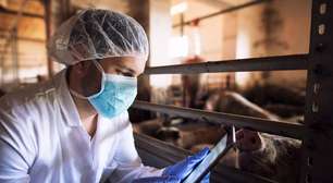 Frigoríficos investem mais em rastreabilidade da carne suína