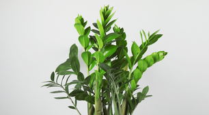 Feng Shui: descubra a planta ideal para a entrada do lar