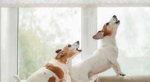 Seu cachorro gosta de latir? Veja 10 nomes perfeitos para ele