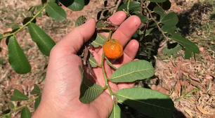 Fruta pouco conhecida do Cerrado surpreende por alto teor de vitamina A