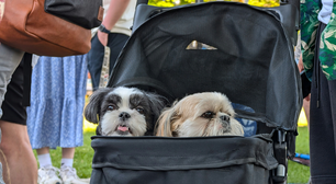 Os animais de estimação estão substituindo os filhos? Um estudo sugere justamente o contrário