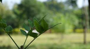 Divulgado o cronograma de revitalização de praças para janeiro em Porto Alegre