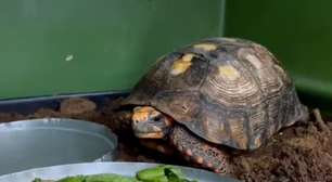Este jabuti passou quase uma década preso sob o piso de uma casa e agora está voltando à natureza após reabilitação
