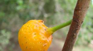 Mama-cadela: a fruta brasileira de nome curioso e sabor singular