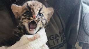 Filhote de gato-maracajá é resgatado após atropelamento da mãe no Noroeste do RS
