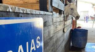 EPTC faz balanço de cavalos recolhidos e alerta sobre riscos de veículos de tração animal irregulares