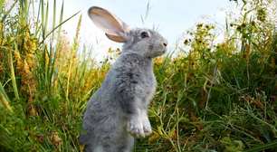 Por que o pé de coelho traz boa sorte?