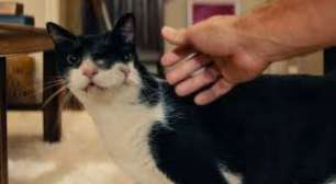 Por que a gata de 'O Agente Secreto' tem dois focinhos? Entenda