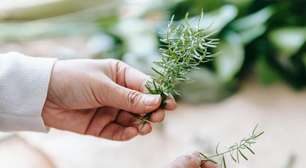 Como plantar alecrim em galhos: é muito simples, mas é preciso escolher a parte certa