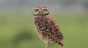 Caburé: conheça a pequena coruja que virou símbolo de um país sul-americano