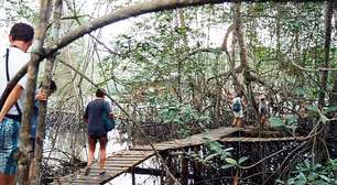 Floresta que anda no Equador: descubra a metamorfose natural de Muisne