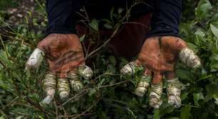 Que papel a Venezuela realmente desempenha no narcotráfico e como se compara a México e Colômbia, países aos quais Trump fez alertas