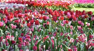 Exuberância das tulipas: forma, colorido e simbolismo