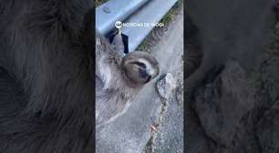 Bicho-preguiça é resgatado na Rodovia Mogi-Dutra e devolvido à mata