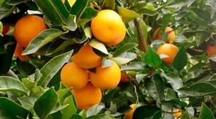 Folha de laranjeira: 4 rituais para atrair prosperidade e renovação