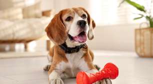 Cachorro ou gato: qual combina mais com seu estilo de vida?