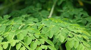 Descubra os benefícios da moringa, uma planta com muitas utilidades