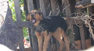 Ação conjunta resgata oito cães em situação de maus-tratos em Suzano