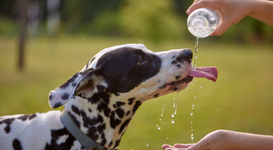 Como estimular a hidratação dos pets no calor