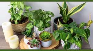 Plantas no verão: quais os cuidados necessários?