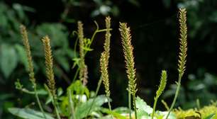 Tanchagem: 8 benefícios da planta e como usá-la no dia a dia