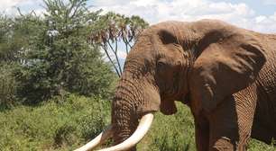 Índia mobiliza buscas por elefante 'assassino' que matou 22 pessoas