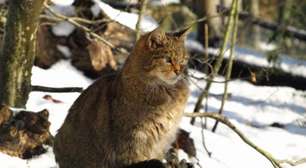 Nova Zelândia quer exterminar gatos chamados de 'assassinos'