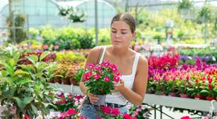 A flor ideal para se ter em janeiro: ama o calor e traz felicidade para a casa