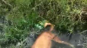 Cachorro morre eletrocutado em avenida de Imbé