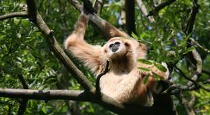 Muriqui-do-sul: o primata gigante da Mata Atlântica à beira da extinção