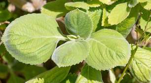 Ervas quentes e ervas frias: você sabe a diferença?