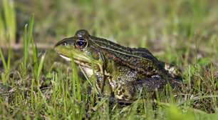 Cérebro de sapo? Por que os anfíbios ficam no fim da lista da inteligência animal