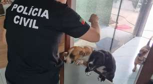 Polícia Civil intensifica fiscalização contra maus-tratos a animais em Osório